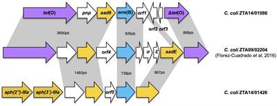 <mark class="highlighted">Genome Comparison</mark> of Erythromycin Resistant Campylobacter from Turkeys Identifies Hosts and Pathways for Horizontal Spread of erm(B) Genes